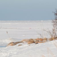 Zeme sasalusi līdz 75 centimetru dziļumam; upēs ledus biezums ļoti dažāds