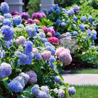 Последний месяц лета: Календарь садовых работ на август