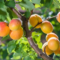 Aprikožu un persiku apstādījumi pašu dārzā – šķirnes un to audzēšana