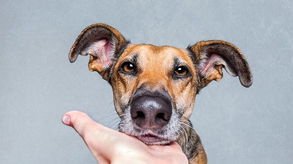 Elke Vogelsang, Elke Fogelzanga, suņu portreti