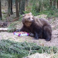 Foto: Gandrīz pilngadīga – kā Līgatnes lācene Ilzīte 17. dzimšanas dienu svinēja