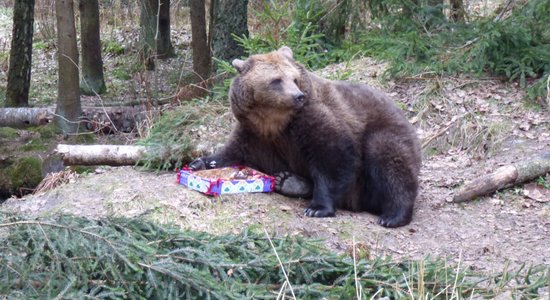 Foto: Gandrīz pilngadīga – kā Līgatnes lācene Ilzīte 17. dzimšanas dienu svinēja