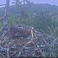 Video: Meža cauna 'iezīmē' jūras ērgļu ligzdu Durbē