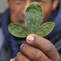 ООН разрешила боливийцам жевать листья коки