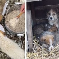 Dzīvnieku patversme 'Mežavairogi' lūdz palīdzēt Ukrainā palikušajiem dzīvniekiem