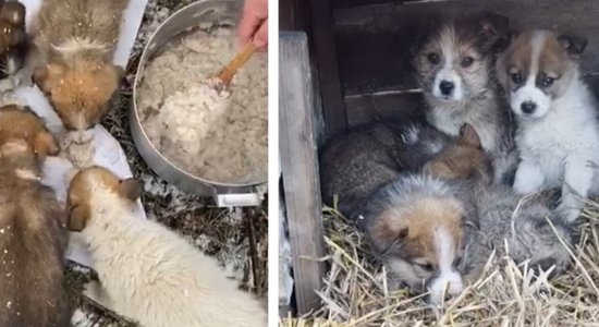 Dzīvnieku patversme 'Mežavairogi' lūdz palīdzēt Ukrainā palikušajiem dzīvniekiem