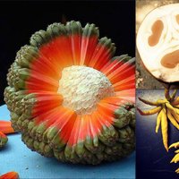 14 экзотических фруктов, о которых ты никогда не слышал