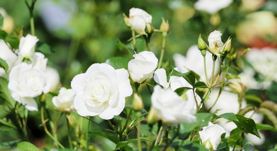 Как правильно ухаживать за розами этой весной, чтобы насладиться пышным цветением