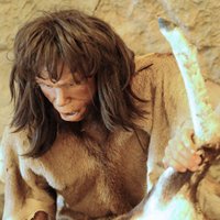 Научное открытие: неандертальцы предпочитали питаться мамонтятиной