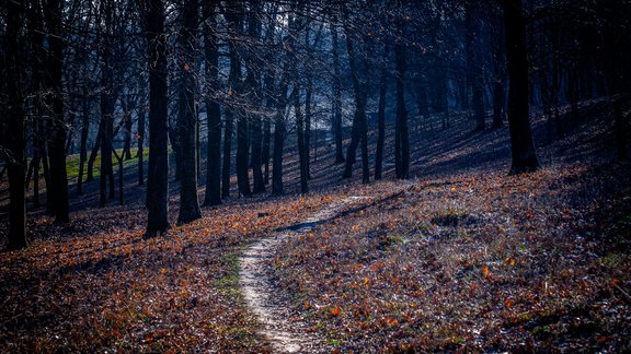 Pašnāvību mežs, Aokigahara, Japāna