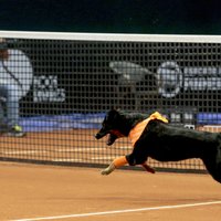 Sanpaulu 'Open' tenisa turnīrā par bumbiņu padevējiem piestrādā patversmes suņi