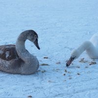 Один серый, другой белый - два не веселых, в суровые морозы, лебедя