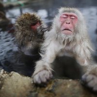 В японском зоопарке усыпили 57 макак из-за "чужеродных" генов