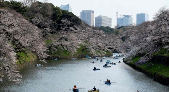 Krāšņi foto: Vašingtonā un Japānā sākuši ziedēt ķirši