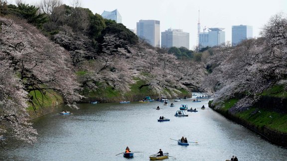 Tokijā zied ķirši, sakuras