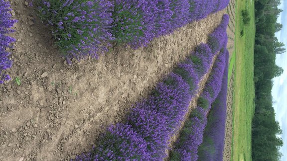 Lillas Lavander, lavandas, lavandu lauki, lavanda