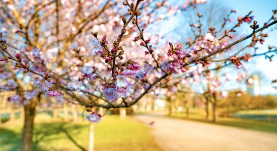 Foto: Uzvaras parkā bagātīgi zied sakuras