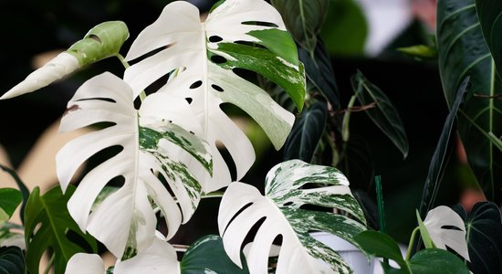 Viens no dārgākajiem telpaugiem pasaulē – albīnā monstera