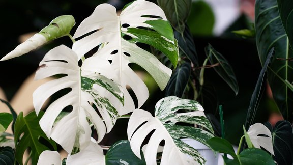 monstera augs balts lapas