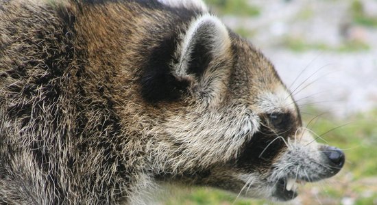 Latvijā atļauj medīt Amerikas ūdeles, jenotsuņus, nutrijas un baibakus