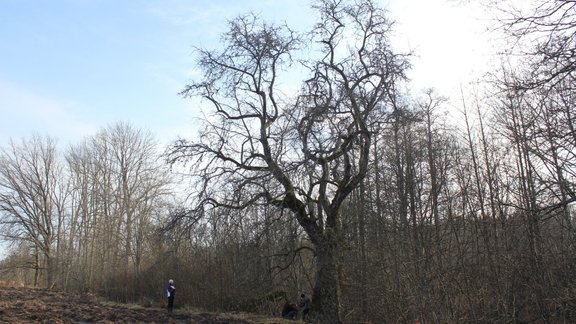 Atklāta Latvijas dižākā Mežābele - 2