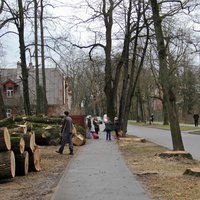 Koku izcirtējam Kuldīgas ielā piemēro 70 eiro sodu