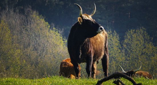 Nacistu 'āriešu' govis – selekcijas eksperimenti, lai atgrieztu izmirušos taurus