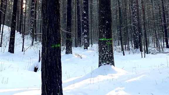 Mežaparks 2019. gada februārī - 6