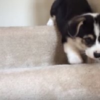 Aizkustinošs video: Mazs korgijs piesardzīgi mēģina tikt lejā pa kāpnēm