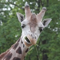 Rīgas Zoo: Žirafu zēnu untumi un mīlas rotaļas