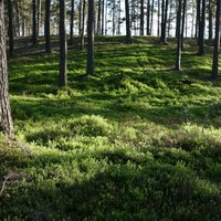 Lauksaimnieki neizpratnē par Saeimas centieniem bremzēt meža īpašnieku kooperāciju