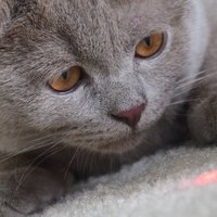 Lāzera mistērija – kāpēc kaķi kā aptrakuši cenšas to noķert