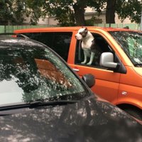 На парковке у магазина: бойцовский пес не позволил читательнице сесть в свою машину (дополнено)