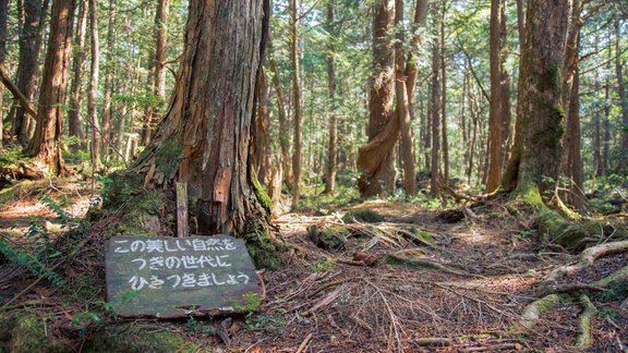 Pašnāvību mežs, Aokigahara, Japāna