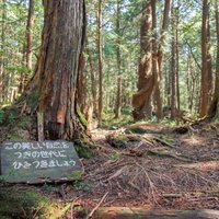 'Pašnāvību mežs' Japānā – folkloras stāstu, tradīciju un mediju upuris