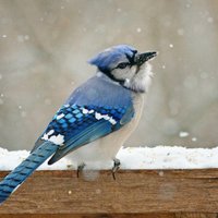 Zilais sīlis un citi putni paši spēj uzturēt savu spalvu krāsu un saglabāt to visu mūžu