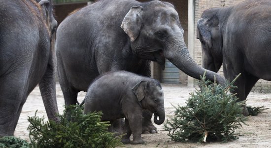 Berlīnē ziloņi mielojas ar Ziemassvētku eglēm