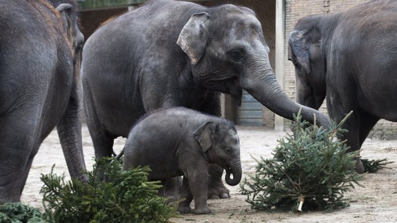 Germany Christmas Tree Feeding.JPEG-0549d