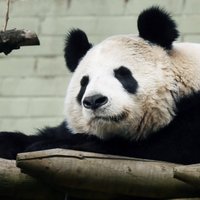 Панда из Эдинбургского зоопарка больше не беременна