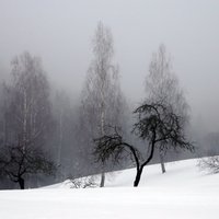Вслед за немцами российских холодов испугались шведские лыжники
