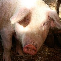ПВС: свиная чума медленно расползается по Латгалии