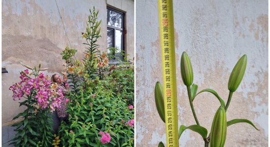 Gandrīz trīs metrus gara lilija – Kristīnes dārza lepnums Sabiles pusē