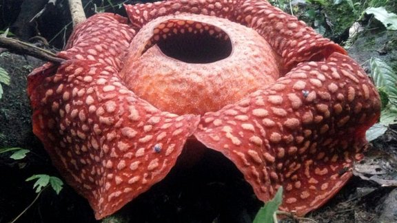 Rafflesia Indonēzijas džungļos - 1