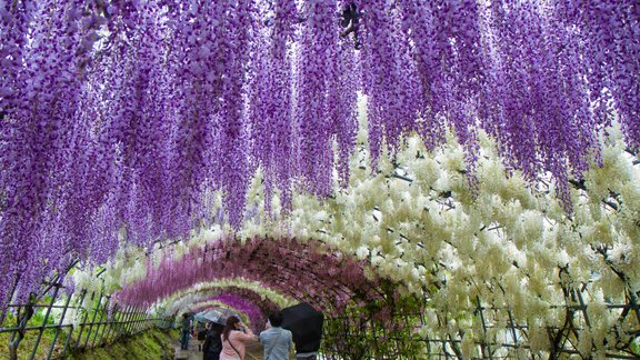 Vistēriju tunelis, Japāna, Kawachi Fuji-en