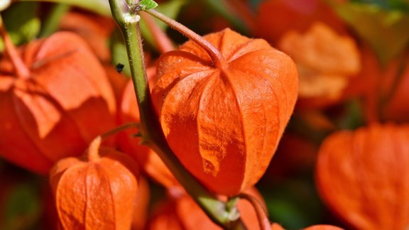 Physalis