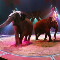 Во время представления в цирке слониха упала на зрителей