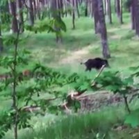 Читатель о кабанах: в лесу интереснее бегать, и главное - быстрее (+ видео и комментарий)