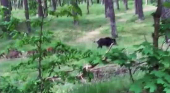 Video: Juglas mežacūku dižģimene pastaigājas pa mežu