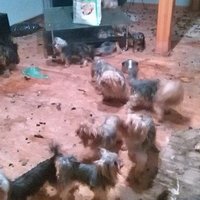 Privātmājā Mārupē nekontrolēti savairojušies Jorkšīras terjeri. Patversmē nogādāts 41 suņuks, vairums – kritiskā stāvoklī
