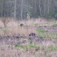 Video: Mežacūku saime vico pļaviņā Juglā